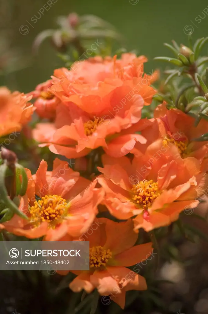Portulaca grandiflora cultivar, Moss rose, Orange subject.