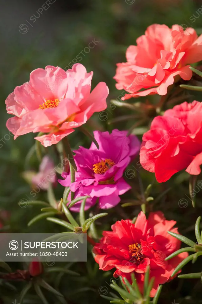 Portulaca grandiflora cultivar, Moss rose, Pink subject.