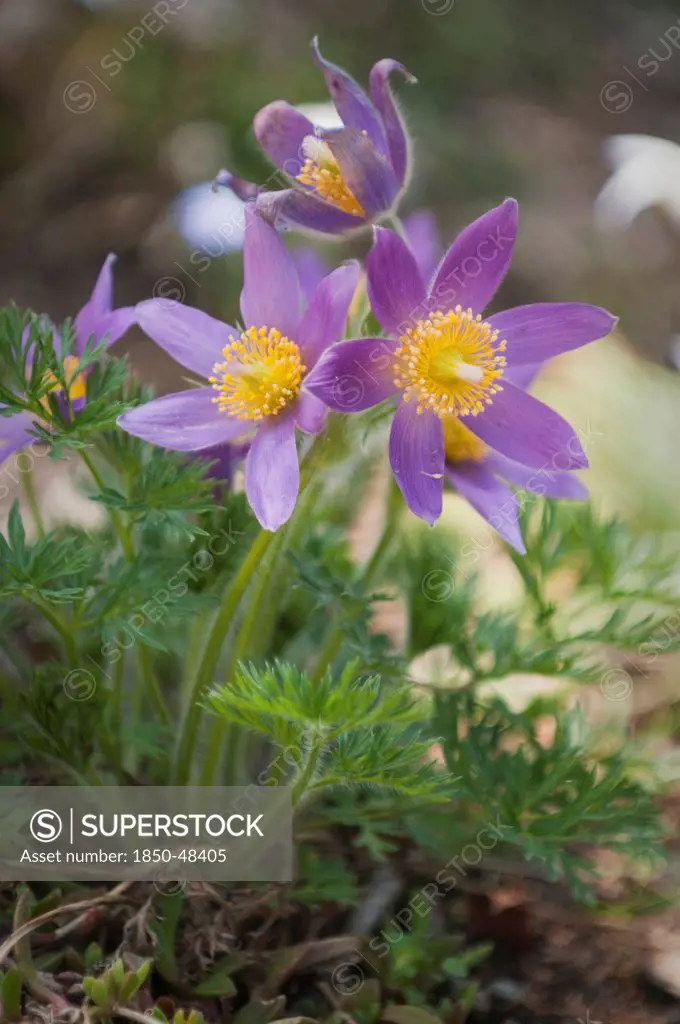 Pulsatilla vulgaris, Pasque flower, Purple subject.