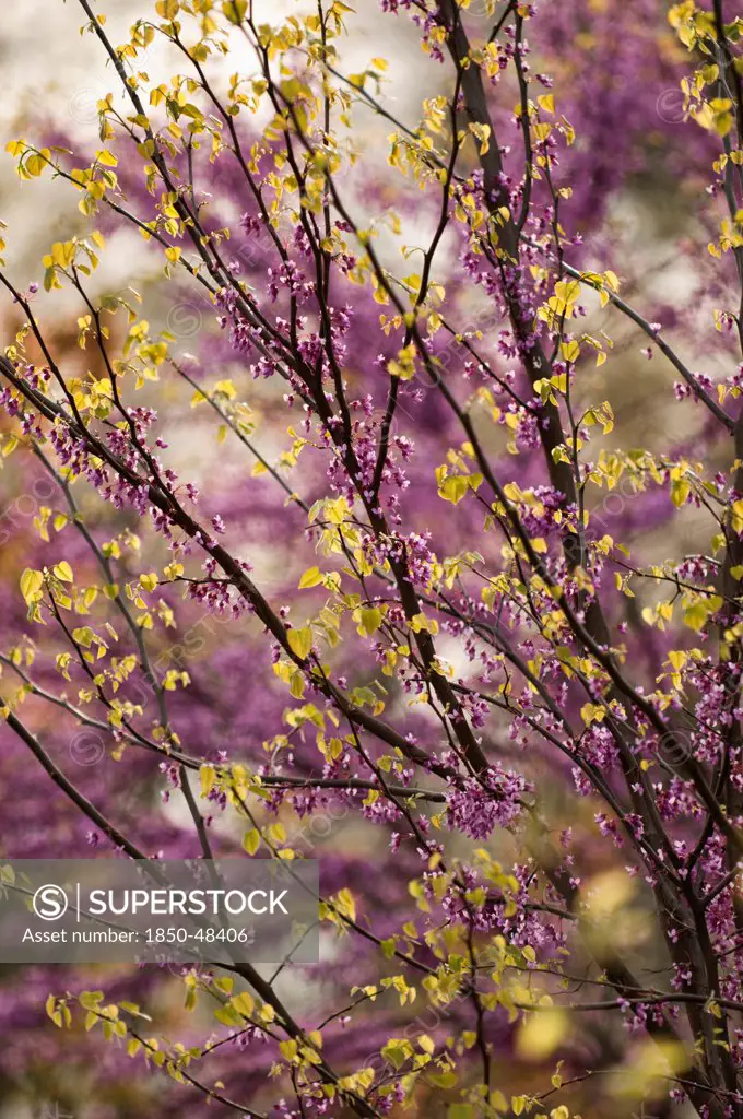 Cercis canadensis, Forest pansy, Purple subject.