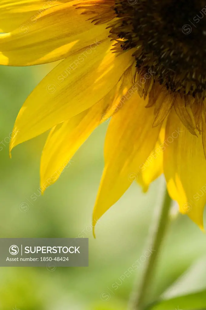 Helianthus annuus, Sunflower, Yellow subject, Green background.