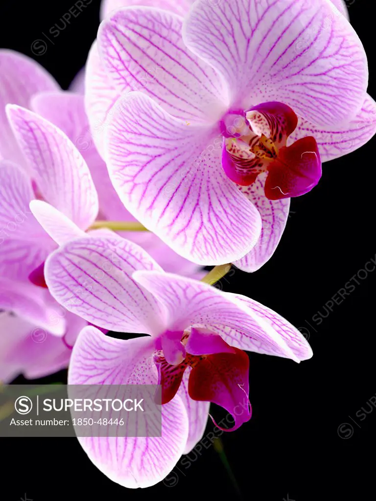 Phalaenopsis 'Shanghai', Orchid, Moth orchid, Pink subject, Black background.