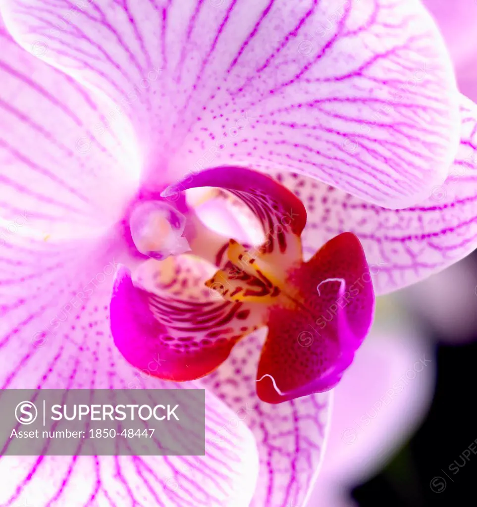 Phalaenopsis 'Shanghai', Orchid, Moth orchid, Pink subject.