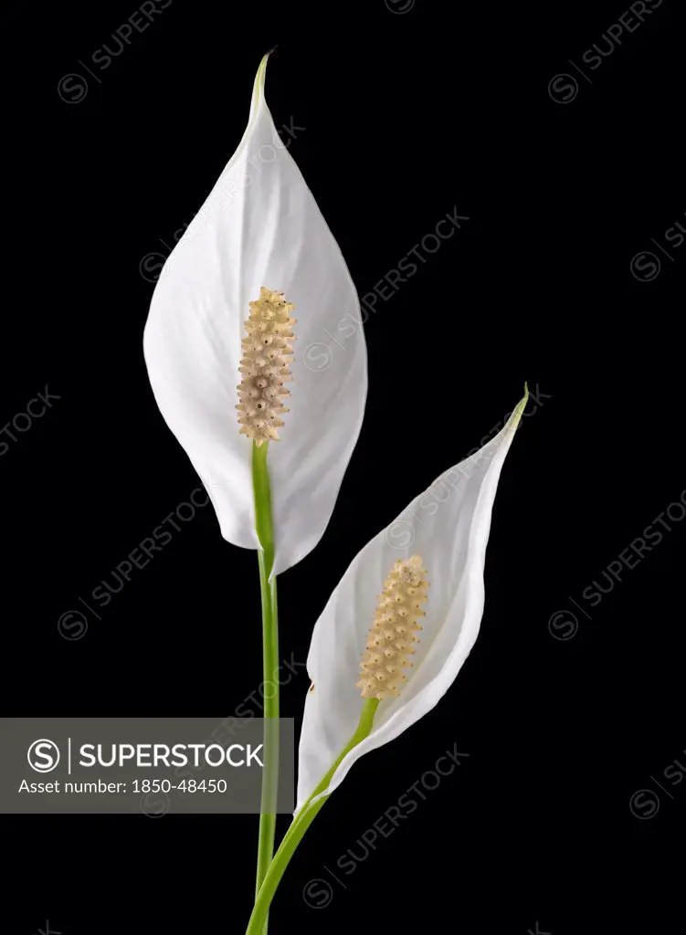 Spathiphyllum wallisii, Lily, Peace lily, White subject, Black background.