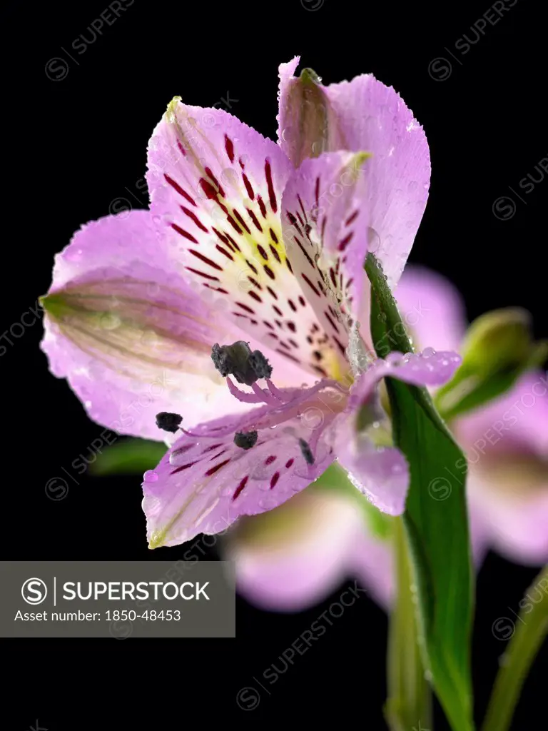 Alstroemeria cultivar, Alstroemeria, Peruvian lily, Purple subject, Black background.