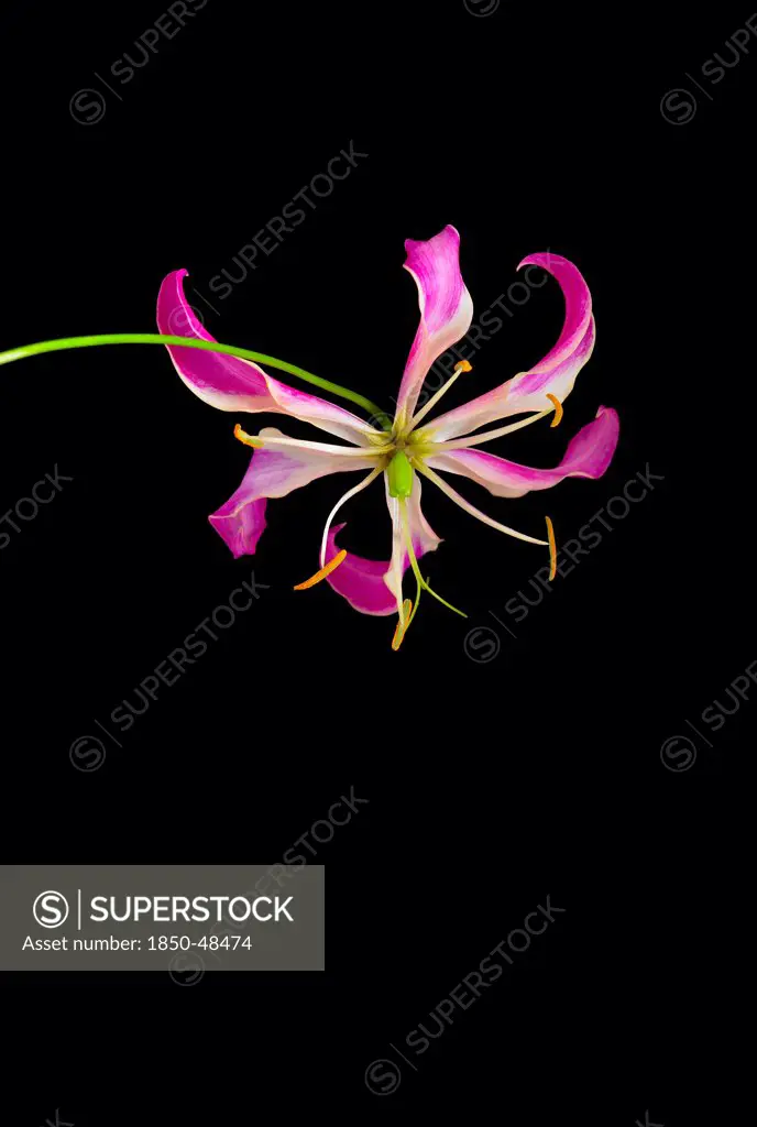 Gloriosa superba 'Rothschildiana', Gloriosa lily, Pink subject, Black background.