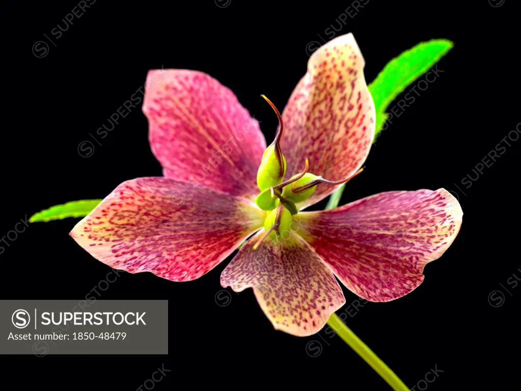 Helleborus hybridus, Hellebore, Pink subject, Black background.