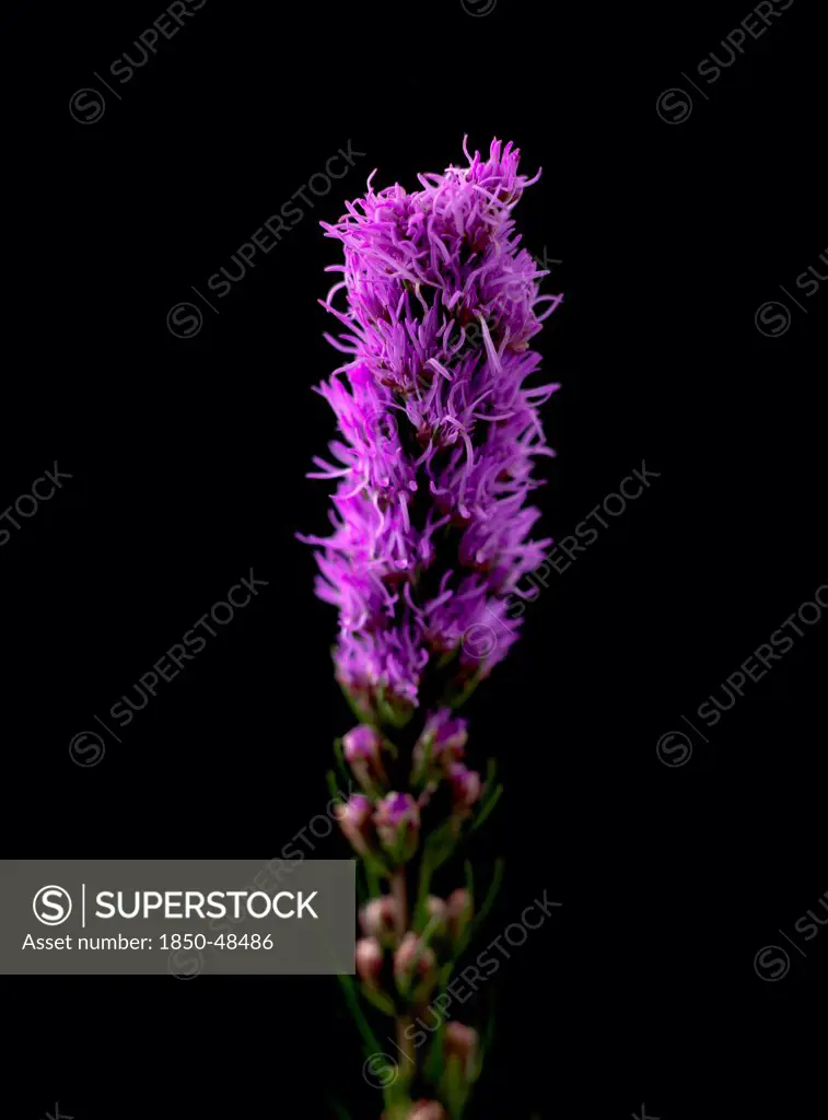 Liatris spicata, Gayfeather, Purple subject, Black background.