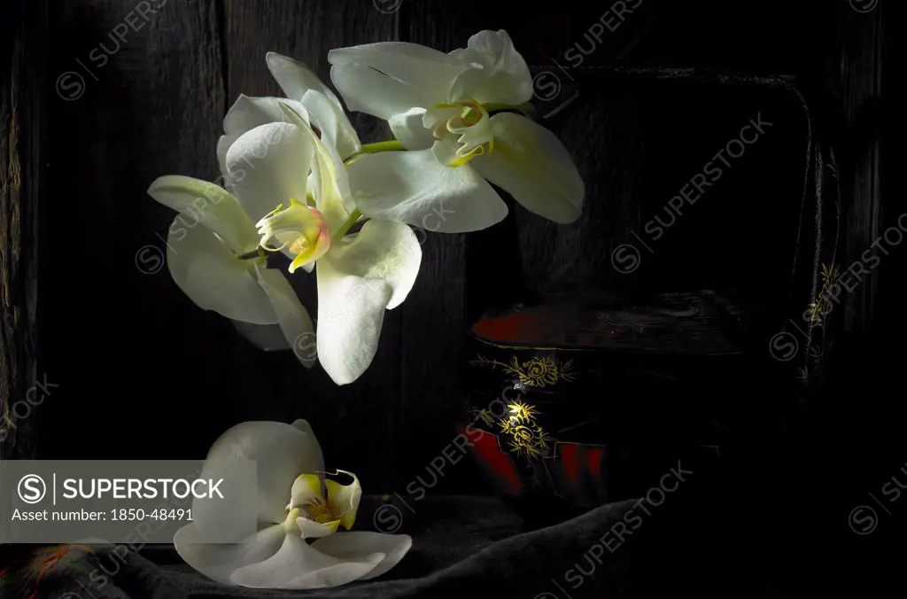 Phalaenopsis amabilis, Orchid, Moth orchid, White subject, Black background.