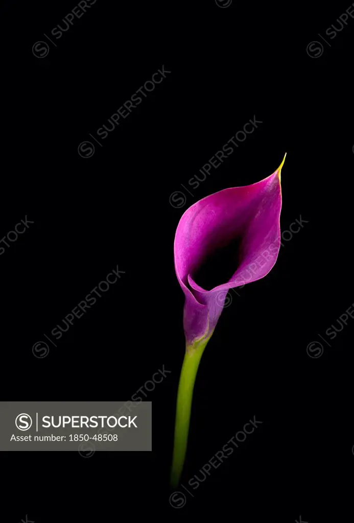 Zantedeschia 'Captain Prado', Lily, Arum lily, Calla lily, Purple subject, Black background.