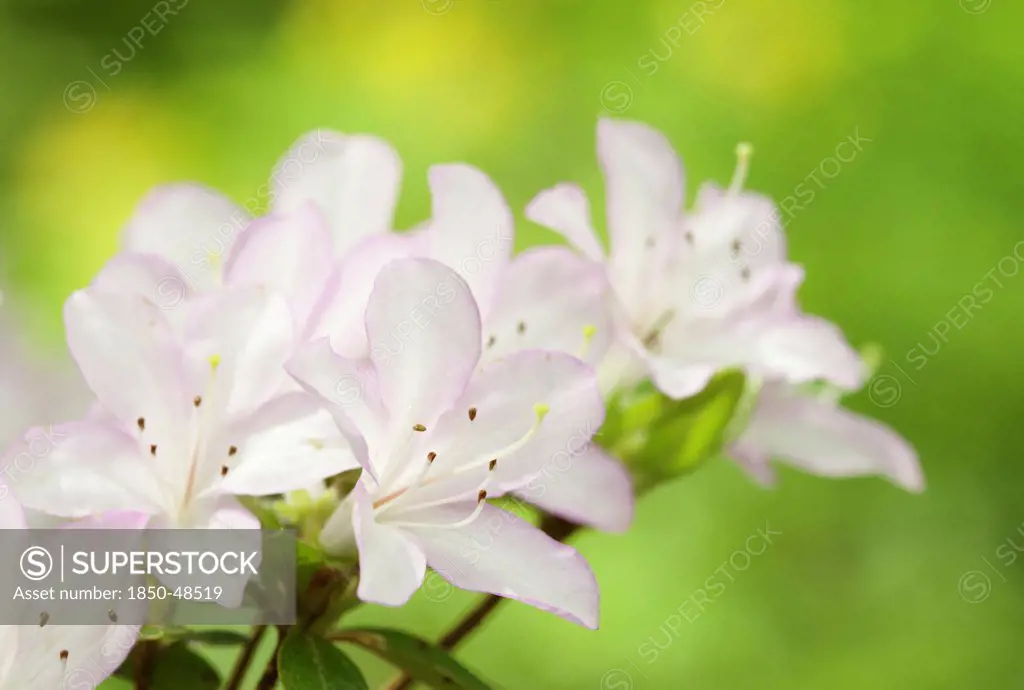Rhododendron cultivar, Rhododendron, Purple subject, Green background.