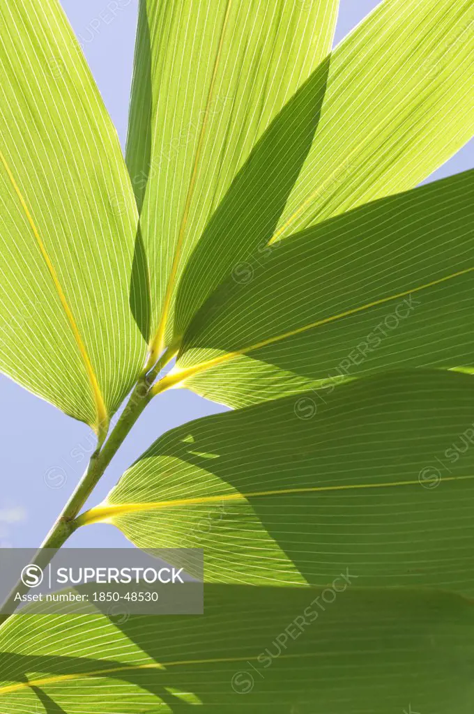 Bambusa cultivar, Bamboo, Green subject, Blue background.