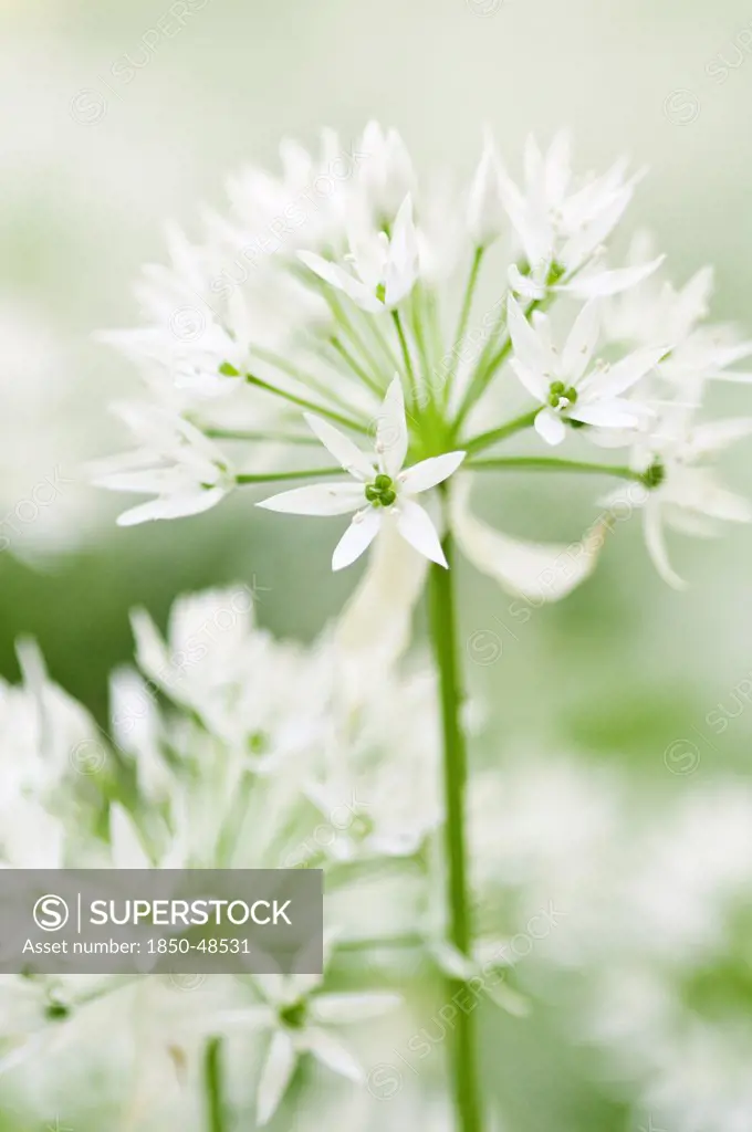 Allium ursinum, Wild garlic, Ramsons, White subject.