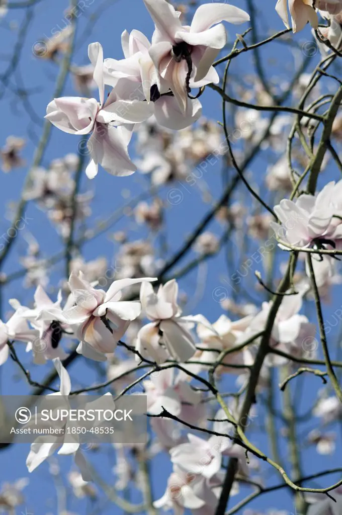 Magnolia campbellii, Magnolia, White subject.
