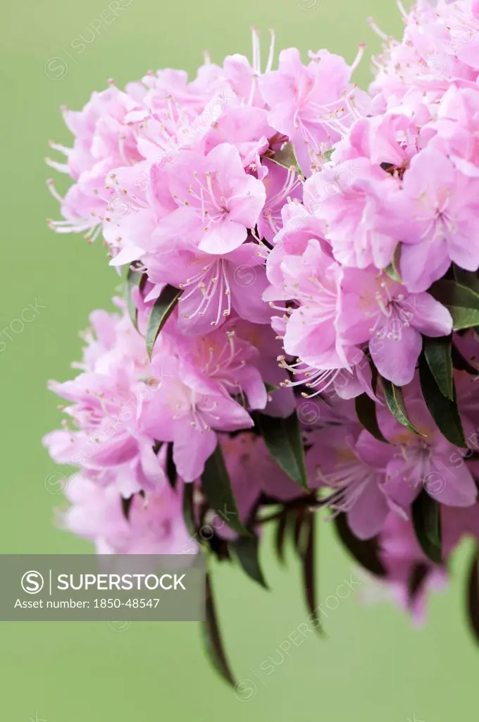 Rhododendron cultivar, Rhododendron, Pink subject, Green background.
