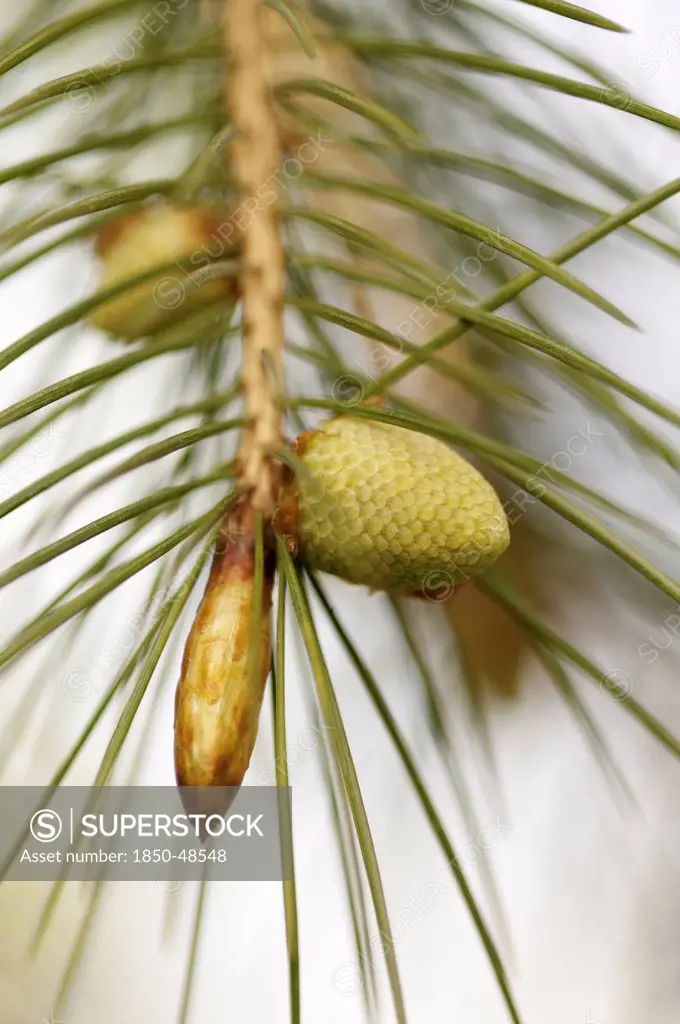 Conifer cultivar, Pine, Fir or Spruce cultivar, Green subject.
