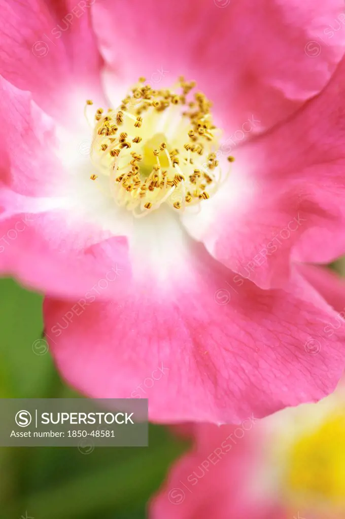 Rosa 'Ballerina', Rose, Pink subject.