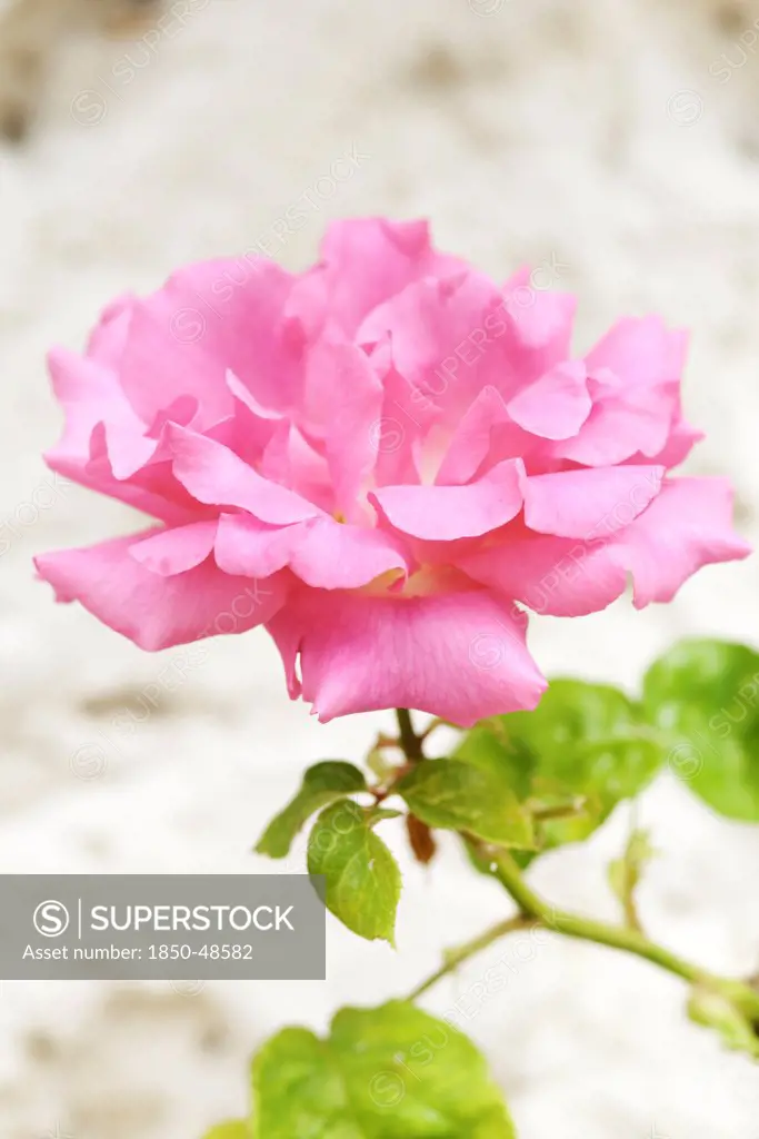 Rosa cultivar, Rose, Pink subject.