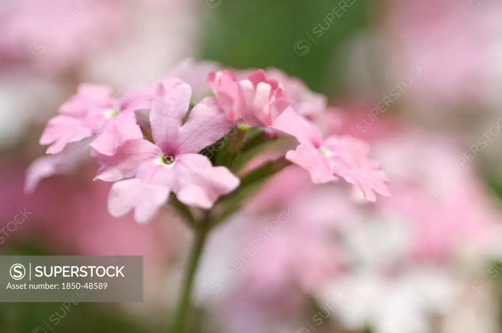 Primula cultivar, Primula, Primrose, Pink subject.