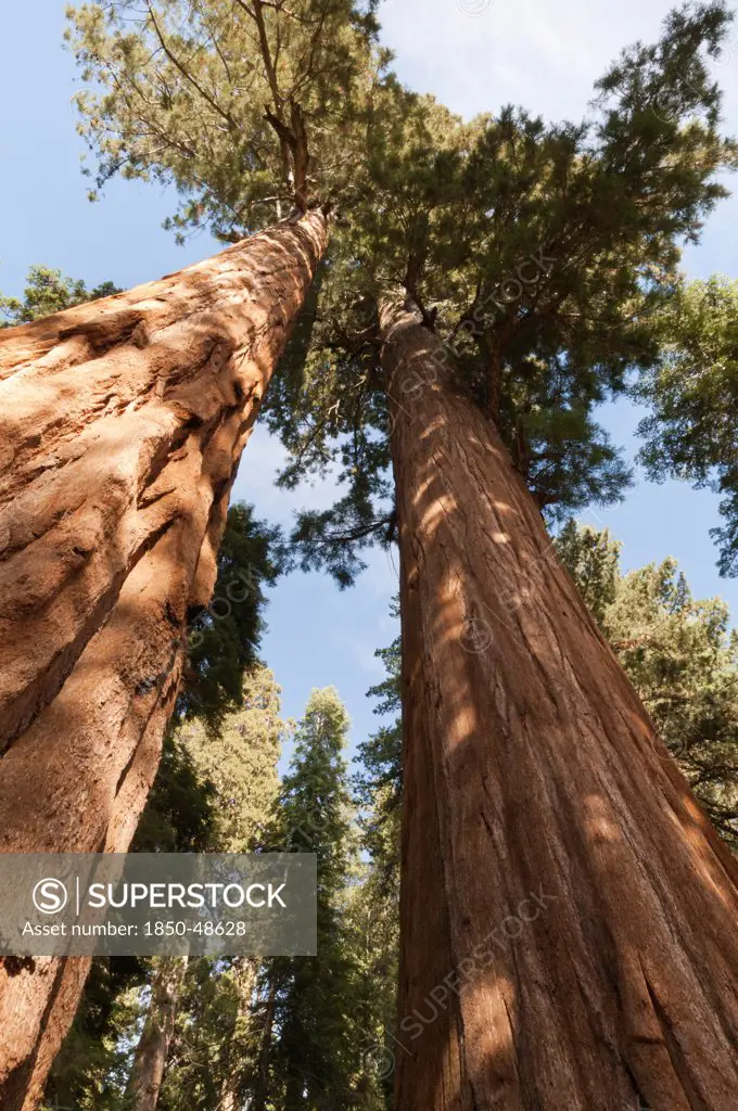 Metasequoia cultivar, Redwood, Green subject.