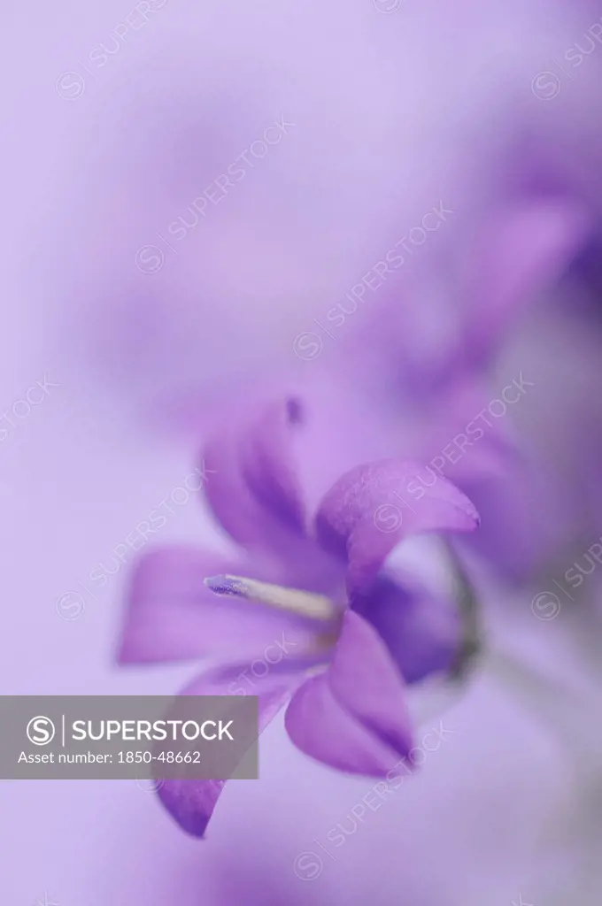 Campanula isophylla, Campanula, Bellflower, Italian bellflower, Purple subject, Purple background.
