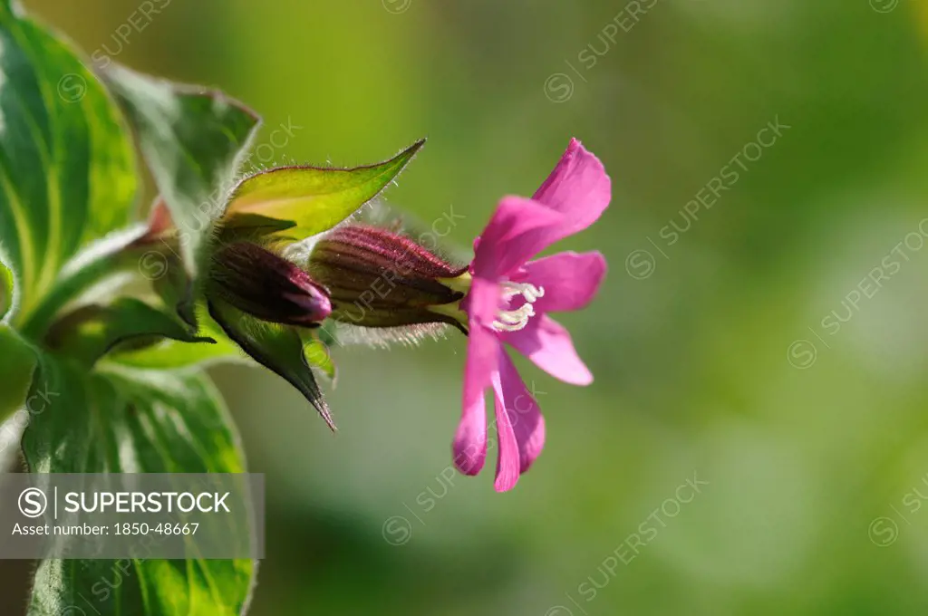 Silene dioica, Campion, Red, Pink subject, Green background.