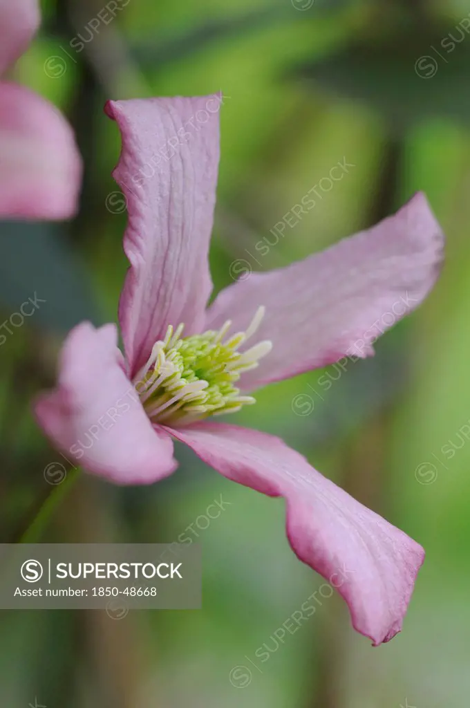 Clematis montana rubens, Clematis, Pink subject, Green background.
