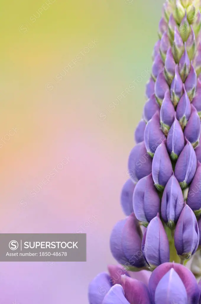 Lupinus cultivar, Lupin, Purple subject.