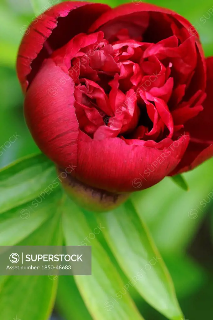 Paeonia officinalis, Peony, Red subject, Green background.