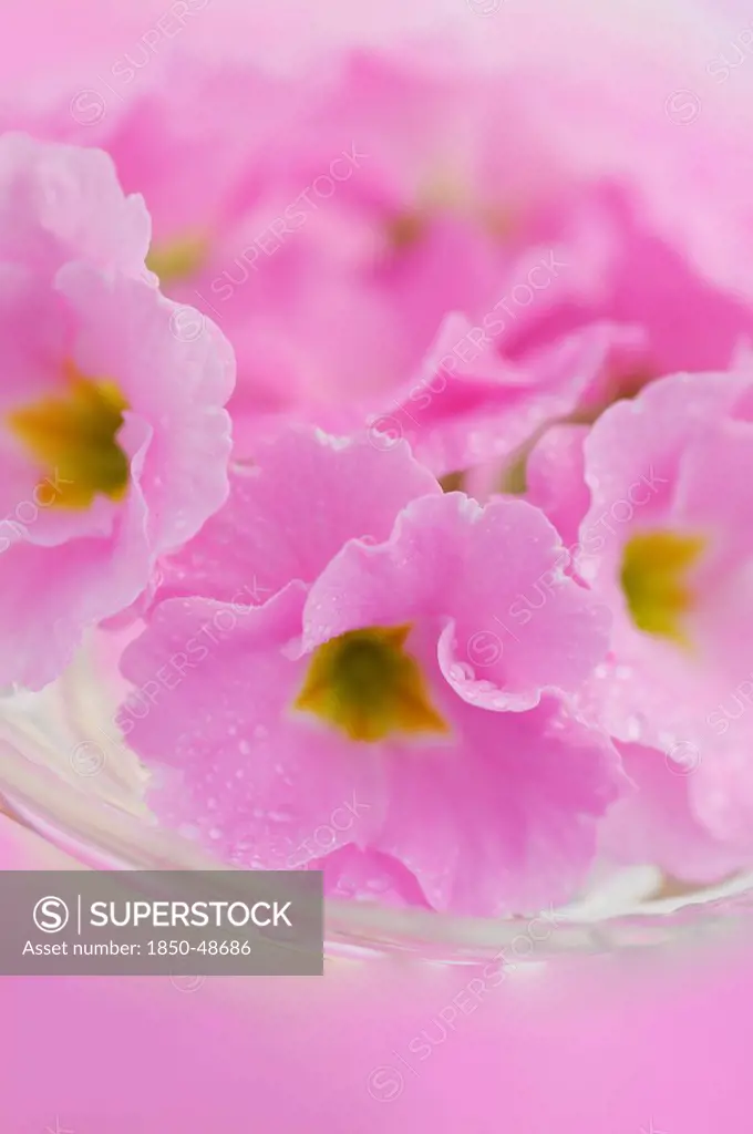 Primula cultivar, Primula, Primrose, Pink subject.