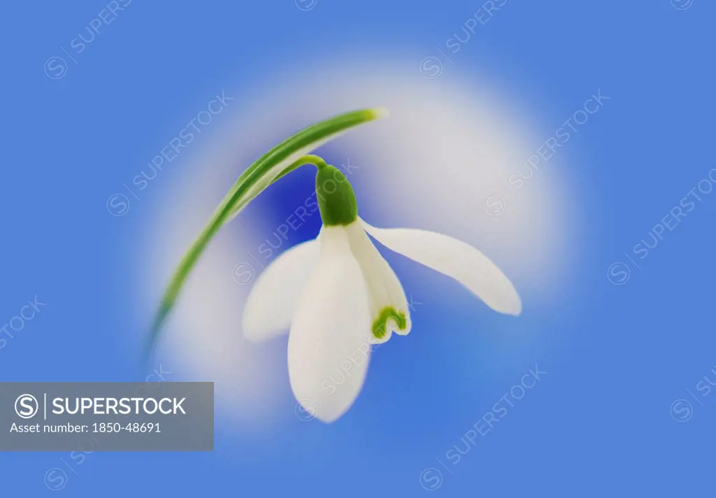 Galanthus nivalis, Snowdrop, White subject, Blue background.