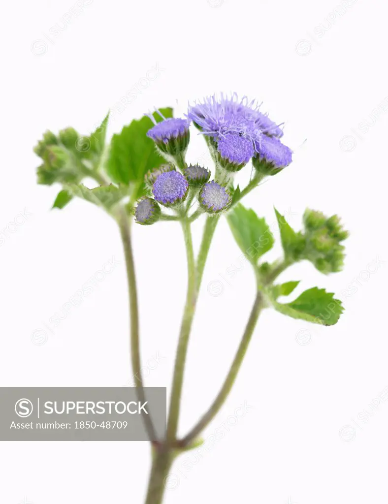 Ageratum houstonianum, Floss flower, Blue subject, White background.