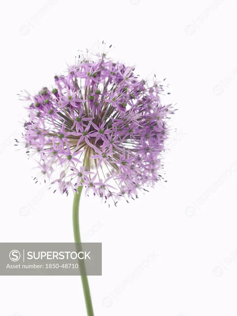 Allium 'Gladiator', Allium, Purple subject, White background.