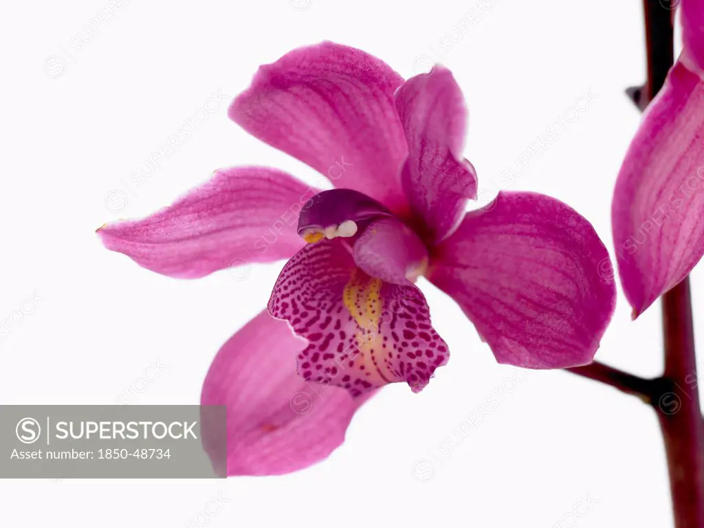 Cymbidium cultivar, Orchid, Purple subject, White background.