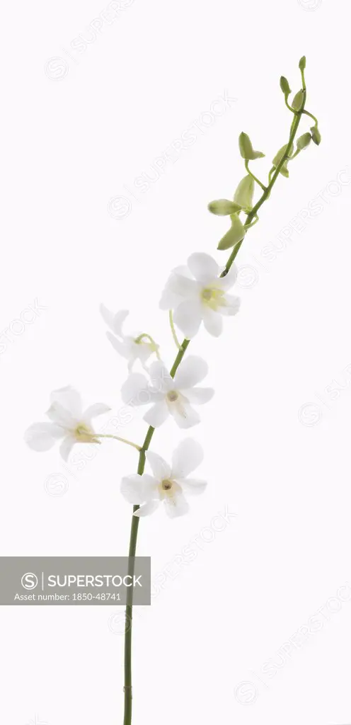 Dendrobium 'Living dreams white', Orchid, White subject, White background.