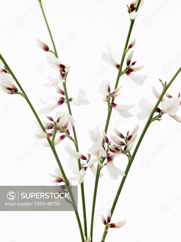 Genista monosperma, White broom, White subject, White background.