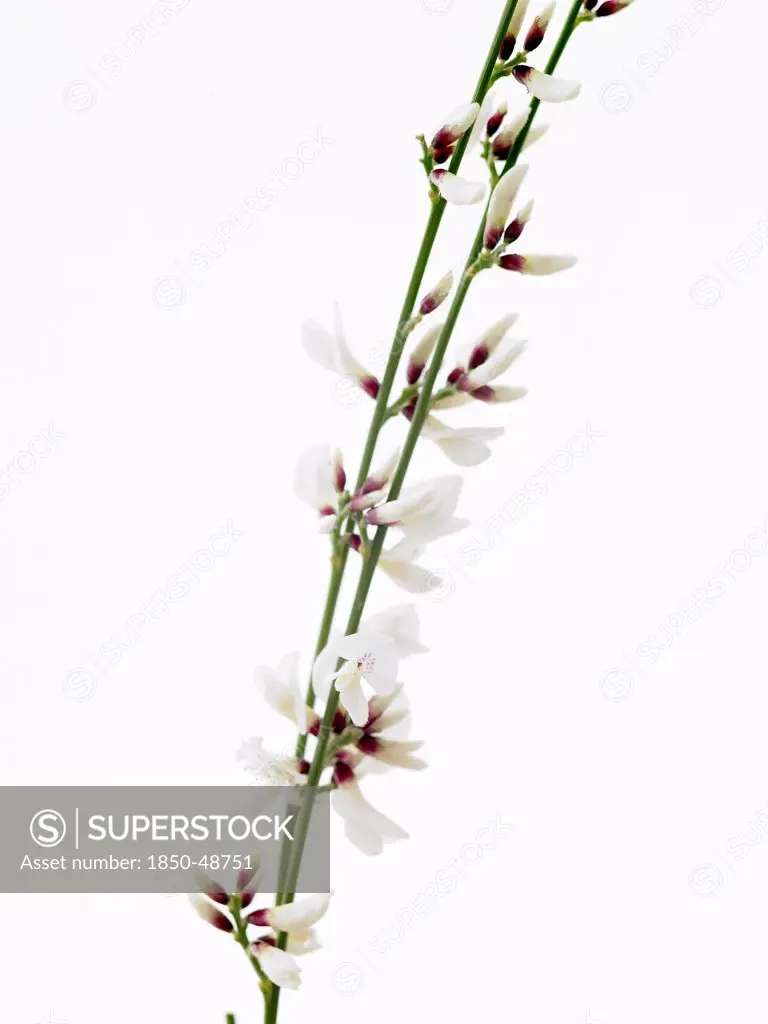 Genista monosperma, White broom, White subject, White background.