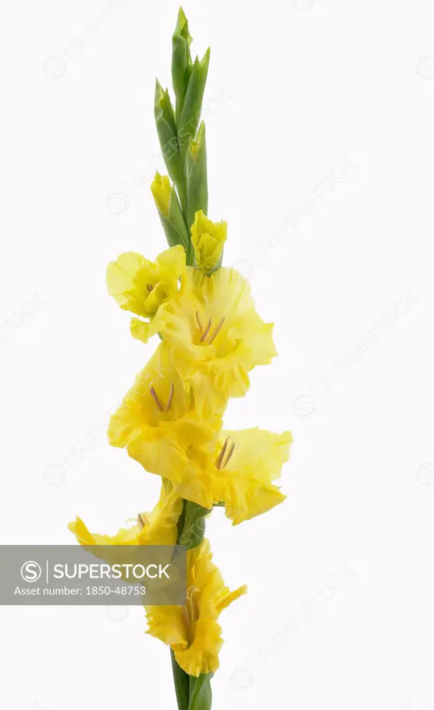 Gladiolus 'Lemon Drop', Gladiolus, Yellow subject, White background.