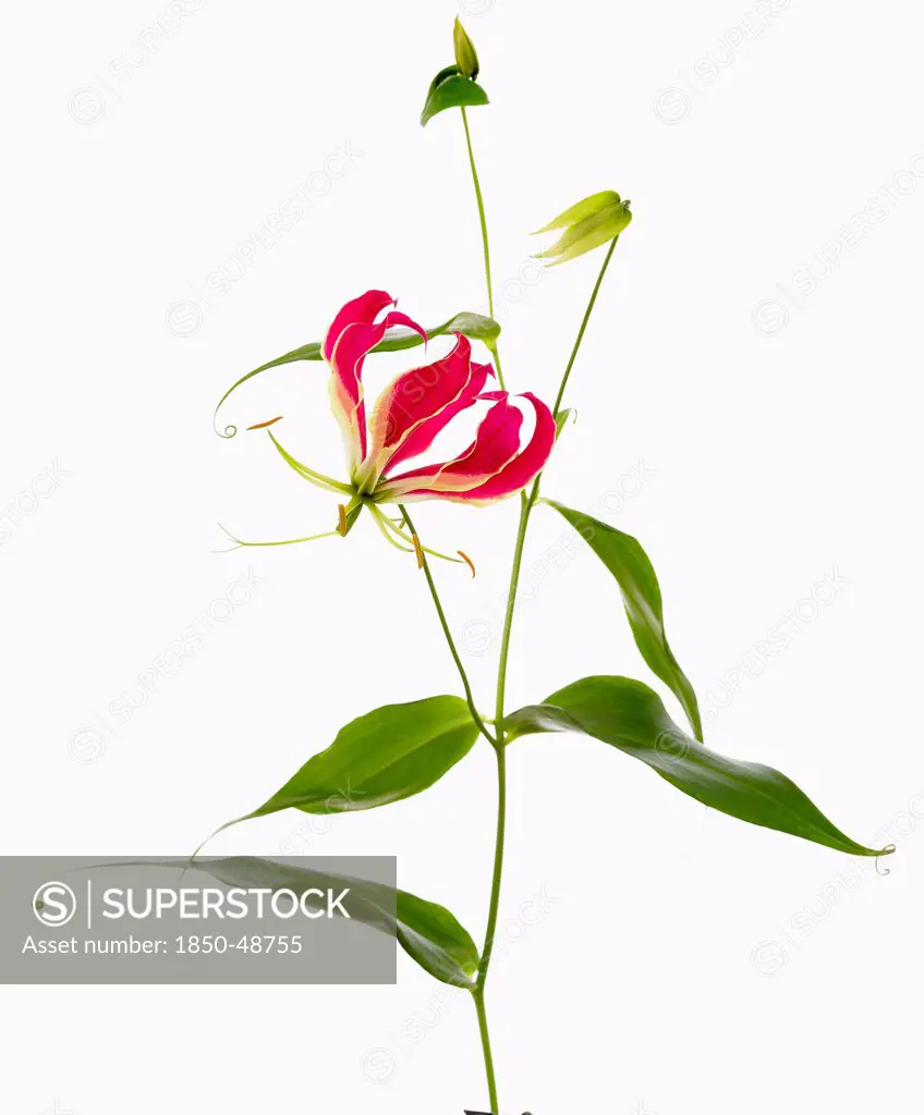 Gloriosa superba 'Rothschildiana', Gloriosa lily, Red subject, White background.