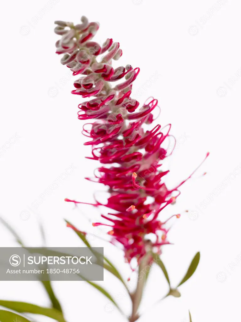 Grevillea 'Misty Red', Gladiolus, Red subject, White background.