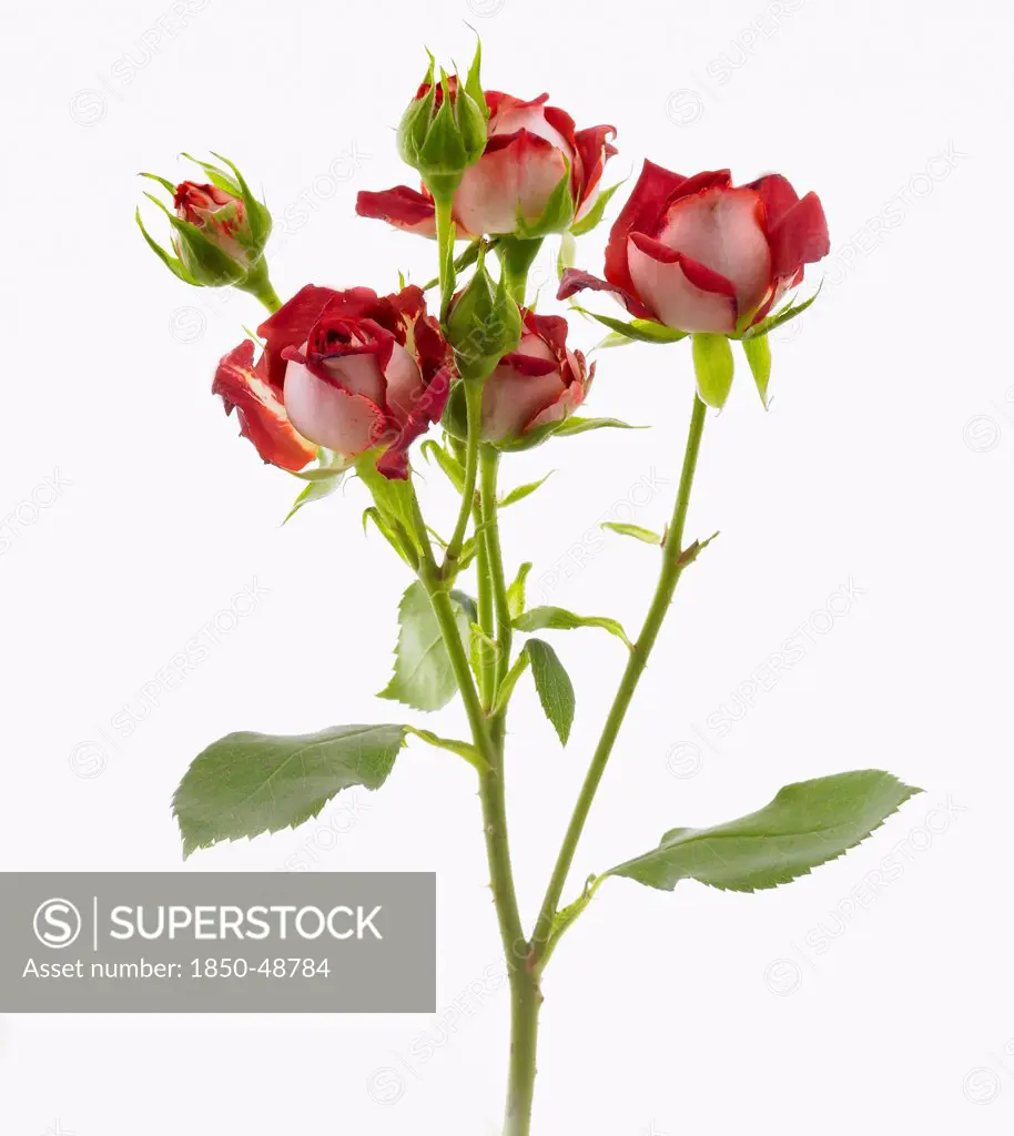 Rosa 'Tiramisu', Rose, Red subject, White background.