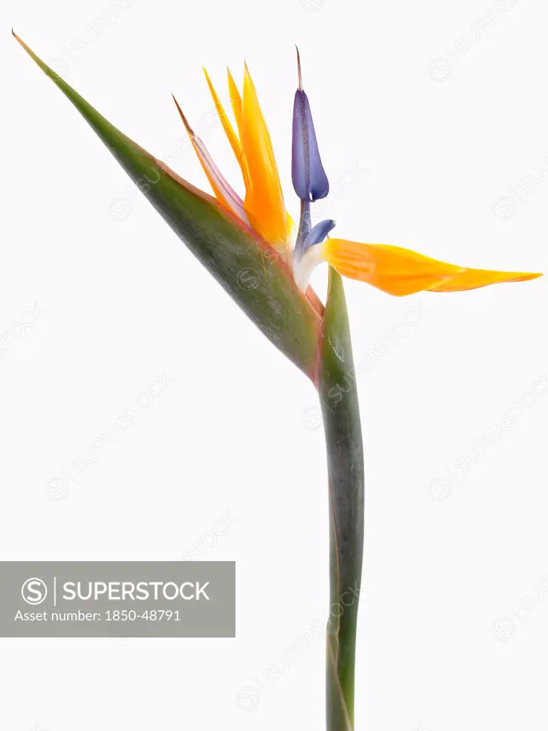 Strelitzia reginae, Bird of paradise, Orange subject, White background.