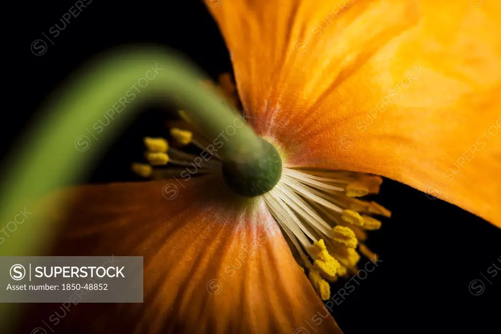 Papaver croceum, Papaver nudicaule, Poppy, Icelandic poppy, Orange subject, Black background.