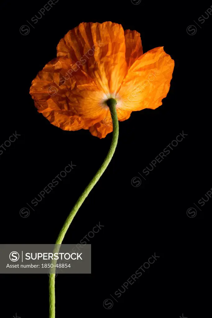 Papaver croceum, Papaver nudicaule, Poppy, Icelandic poppy, Orange subject, Black background.