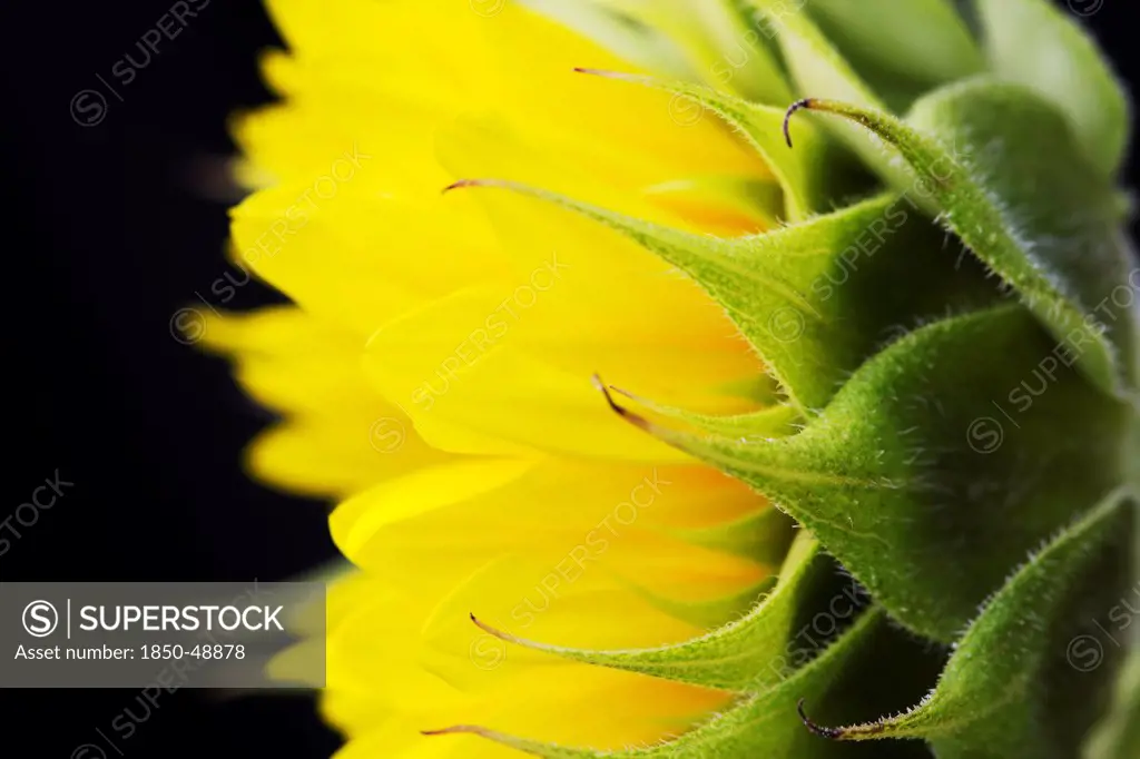 Helianthus cultivar, Sunflower, Yellow subject, Black background.