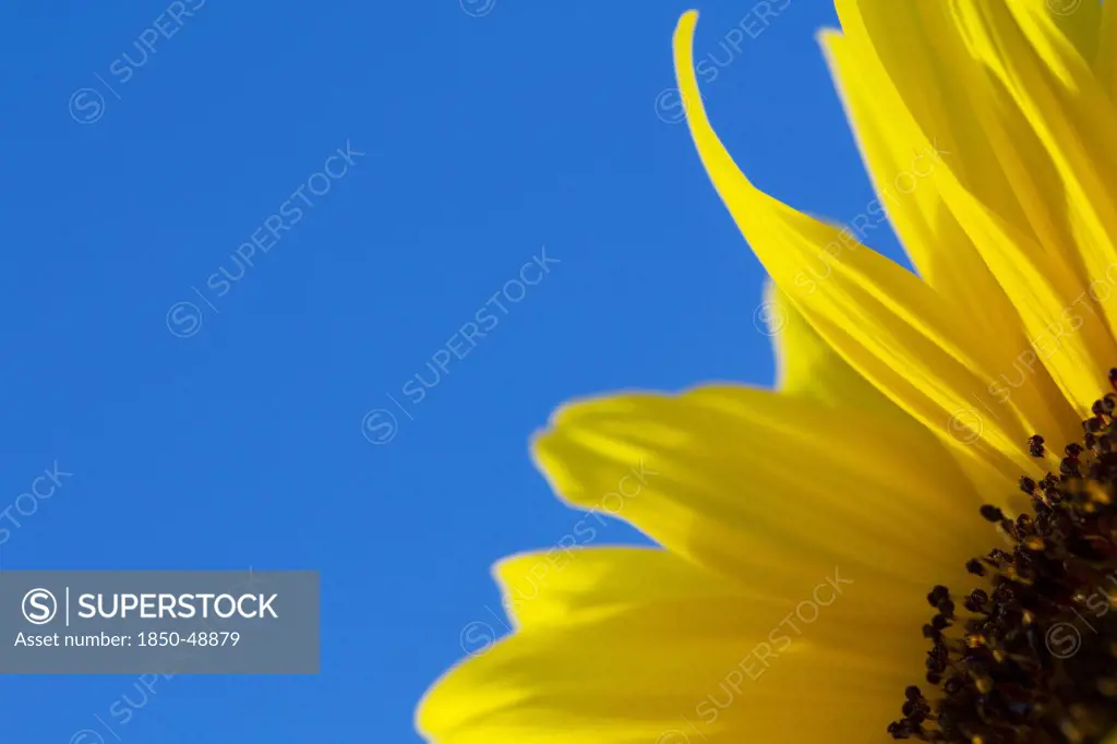 Helianthus cultivar, Sunflower, Yellow subject, Blue background.