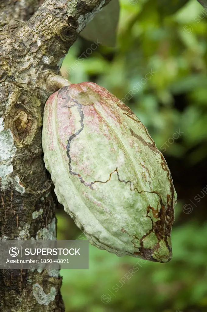 Theobroma cacao, Cocoa bean, Green subject.