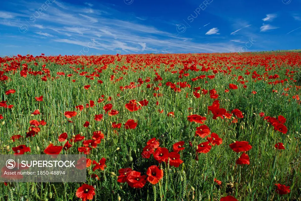 Papaver rhoeas, Poppy field, Red subject.