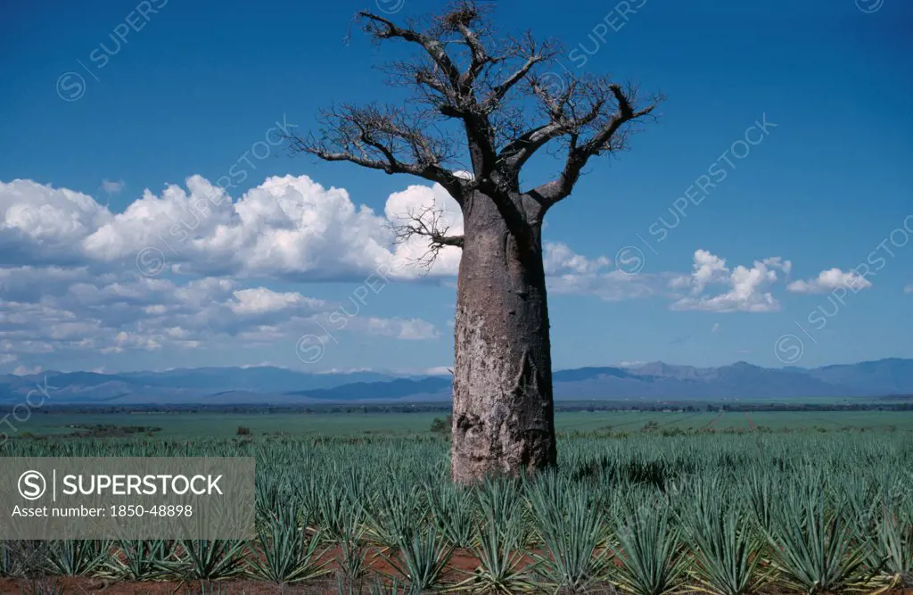 Adansonia digitata, Baobab.