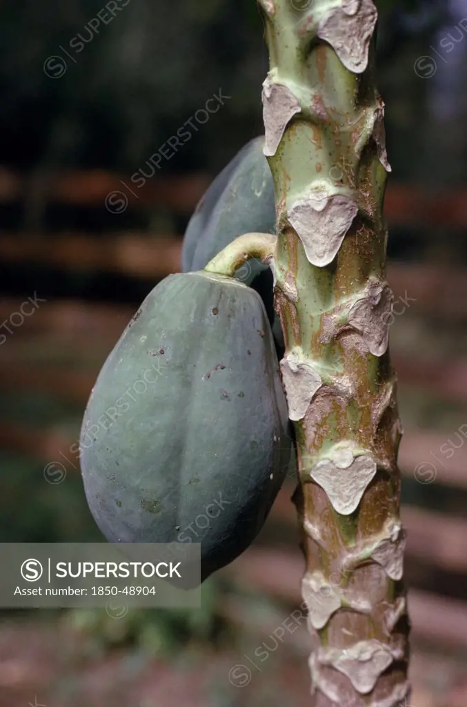 Theobroma cacao, Cocoa bean, Green subject.